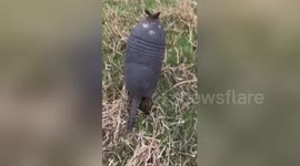 Armadillo does backflip when scared away from field by hunter