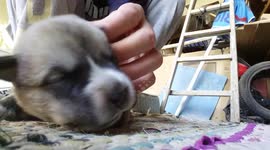 Tickle a newborn puppy