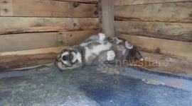 Puppy sleeping