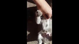 Puppy loves being tickled