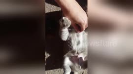 Newsflare Edit - Puppy loves being tickled