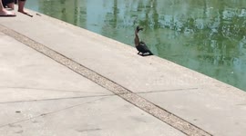 Bird Barely Swallows Fish