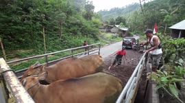Farmers evacuate cattle after Mount Agung eruption