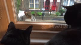 Cats vs Squirrel - who's the dumbest?