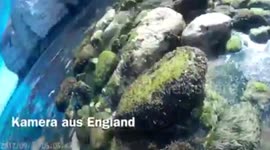 This amazing video was found on a camera on a German island this month after being dropped into the sea by its owner two months earlier - in YORKSHIRE