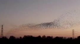 This is the mesmerising moment which captures one of nature's finest avian displays - a starling murmuration
