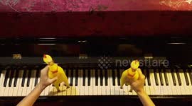 Dancing rubber chickens 'play' song on the piano