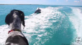 Dolphin Surfing & Chasing Canine Friend on Wakeboat, Turks and Caicos