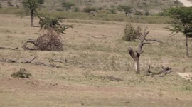 Cheetah hunts Impala