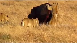 Pride of lions fail to take down hippo