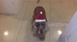 Christmas Santa Dog and Rudolph Dog