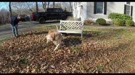 Puppy and Big Sister Playing catch with ball