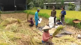 Farm-workers harvesting rice in near Mount Agung despite volcanic ash coating.