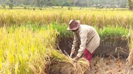 Balinese man cutting down rice next to Mount Agung after volcano erupts sending volcanic ash all over the rice fields