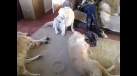 Hilarious dog tantrum