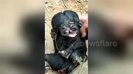 Conjoined twin pigs born in southern China