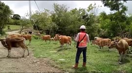 A Farmer Calls His Cows To Gather