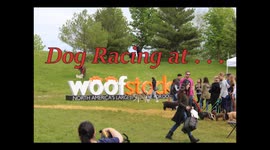 Dogs Show Off at 2017 Woofstock Race