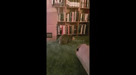 Blue running around my lounge