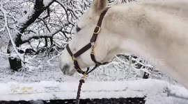 Sapphire the horse wont let a bit of snow get in the way from her grazing
