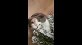 This cat is really fond of fake snow