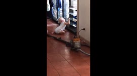 Adorable moment puppy and baby break into house