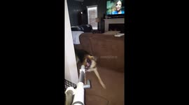 Dog vs. Vacuum hose