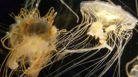 Aquarium Jellyfish Beautifully on Display