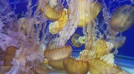 Magnificent Jellyfish Display