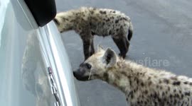 Hyenas chew on tourist vehicle in Kruger Park, South Africa