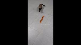 Cat chased by remote-controlled centipede