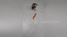 Cat chased by remote-controlled centipede