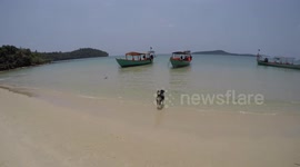 Dog Relaxing on a Tropical Island in Cambodia