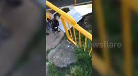 Adorable video of dog going down a children's slide goes viral