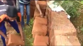 Man catching king cobra