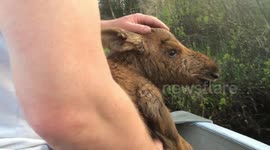 Canadian fishermen rescue moose calf drowning in lake