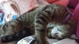 Cat loves her human