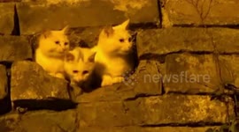 Stray cats live in a hole of ancient city wall