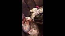Toddler doing baby sisters hair