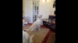 Our dog loves to sit watching TV