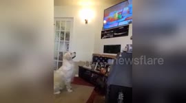 This dog is a TV addict