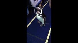 Penguin goes for midair walk down aisle of Southwest Airlines plane