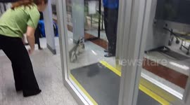 Proof penguins fly the friendly skies