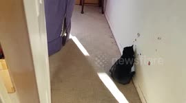 Silly cat