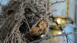 Baby Robin leaving the nest