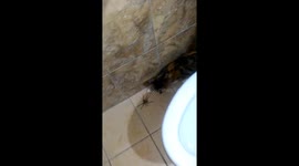 Cat playing with HUGE spider