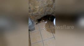 Cat plays with huge spider