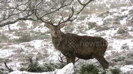 Red deer stags shelter in Highlands during snowfall