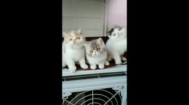 Fun playing!The Garfield in the middle is so innocent