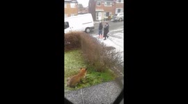 Fox relaxes on doorstep following Artic blast as parents pass by doing the morning school run